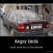 Real life angry birds lol