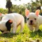 Cute Puppies