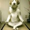 Yoga Dog