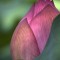 Amazing HD Wallpapers Gift