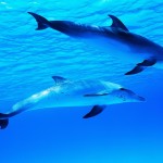 Stunning HD Wallpapers For Your Desktop #52