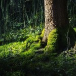 Stunning HD Wallpapers For Your Desktop #52