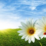 Stunning HD Wallpapers For Your Desktop #54