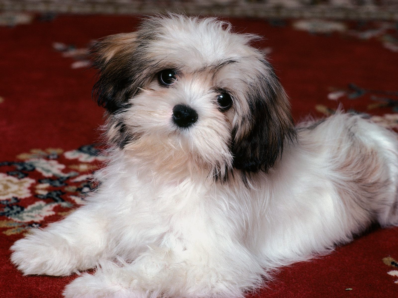 animal_0088
