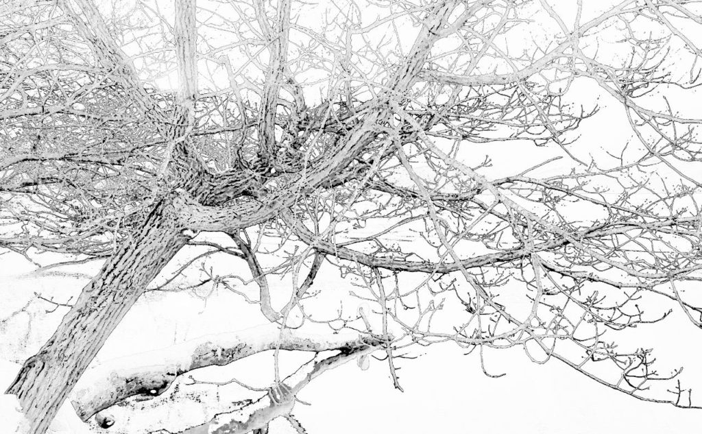 image converted to pencil sketch using paint.net